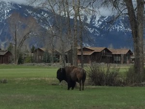 Buffalo